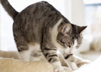 Paco Pet Shop - perchè il gatto 'fa la pasta' sulle coperte e addosso alle persone?