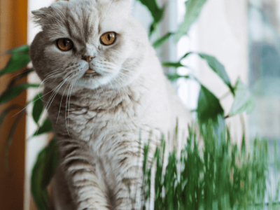 Boli di pelo o Hairball: come aiutare il gatto a liberarsene