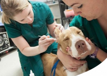 Paco Pet Shop - ELETTROCHEMIOTERAPIA PER CONTRASTARE I TUMORI DI CANE E GATTO