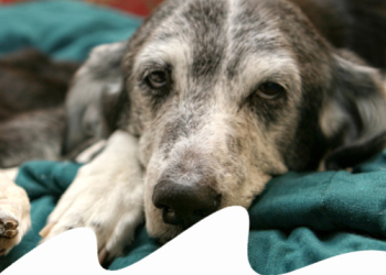 Avvelenamento del cane: sintomi, cure e primo intervento