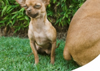 Paco Pet Shop - FLATULENZA E METEORISMO NEL CANE: CAUSE E RIMEDI 