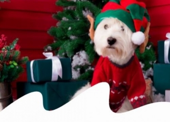 Paco Pet Shop - 7 TRUCCHI PER PROTEGGERE CANE E GATTO DURANTE LE FESTE!