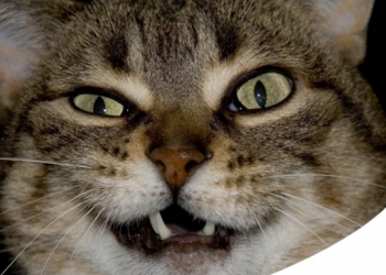 Paco Pet Shop - PERCHÈ IL GATTO RIMANE CON LA BOCCA APERTA? COS'È IL FLEHMEN E PERCHÈ SUCCEDE