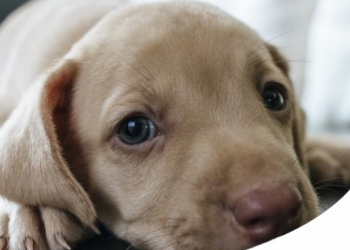 CUCCIOLO CON ALLERGIA: LE MIGLIORI DIETE SPECIFICHE, SNACK E INTEGRATORI ADATTI