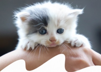 Paco Pet Shop - COSA DARE DA MANGIARE A UN GATTINO? LE MIGLIORI CROCCHETTE ED UMIDI PER GATTINI