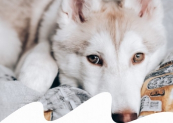 Paco Pet Shop - CONVULSIONI ED EPILESSIA NEL CANE: QUANDO ARRIVA IL BLACKOUT 