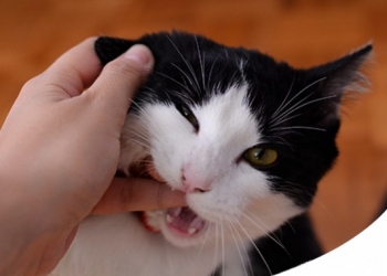 Paco Pet Shop - SOLE E TUMORE DELLA PELLE NEL GATTO: RICONOSCERLO E COME PREVENIRLO