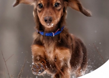 Paco Pet Shop - L'INVERNO CON I NOSTRI PETS: COME AFFRONTARLO AL MEGLIO