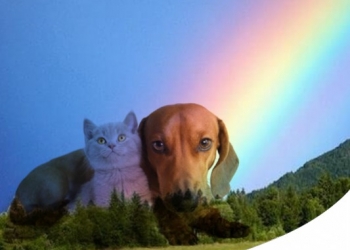 Paco Pet Shop - IL PONTE ARCOBALENO: LA LEGGENDA SU COME AFFRONTARE LA PERDITA DI UN PET