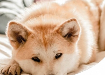 Bronchite e tosse nel cane: conoscere i rimedi naturali 
