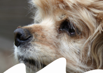 Paco Pet Shop - LEISHMANIOSI: COS'È, SINTOMI, PREVENZIONE E COME CURARLA
