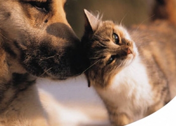 Paco Pet Shop - MALATTIE DELL'APPARATO GENITALE FEMMINILE DI CANE E GATTO: SINTOMI E CURE
