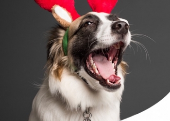 Natale 2024: ecco cosa regalare al tuo cane o al tuo gatto quest'anno