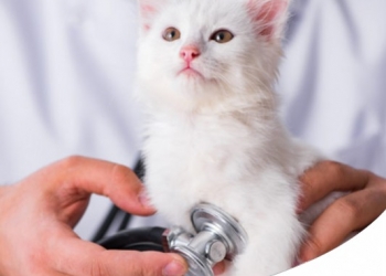 Paco Pet Shop - ALIMENTAZIONE PER CANI E GATTI CON LINFOMA: I CONSIGLI VETERINARI