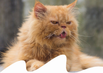 Paco Pet Shop - TUTTO QUELLO CHE DEVI SAPERE SULLA SALUTE DELLE ARTICOLAZIONI DI CANE E GATTO