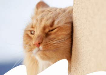 Paco Pet Shop - GATTA IN CALORE: RICONOSCERE I SEGNALI, E COSA FARE
