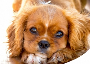 Paco Pet Shop - COME PRENDERE LA TEMPERATURA AL CANE E QUANDO IL CANE HA LA FEBBRE