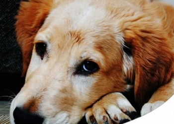 Paco Pet Shop - GASTRITE NEL CANE: CASI IN AUMENTO, CAUSE, RIMEDI E SINTOMI PER RICONOSCERLA 