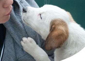 PULIZIA DELLE ZAMPE DEL CANE AI TEMPI DEL CORONAVIRUS: 'MAI USARE CANDEGGINA!'