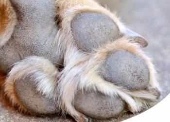 Ferite e cicatrici nel cane e nel gatto: come intervenire 
