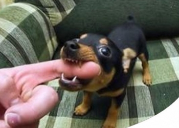 Paco Pet Shop - PERCHÉ IL CANE MORDE SEMPRE E MORDICCHIA LE MANI? 