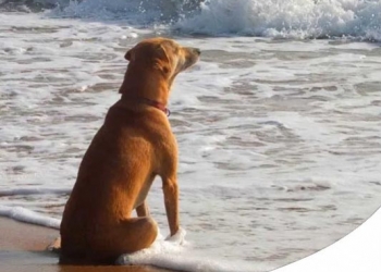 Paco Pet Shop - CANE AL MARE: COSA E' PERMESSO, COSA NO E COSA NON DEVE MANCARE