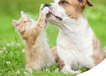 ALIMENTI GRAIN-FREE PER CANI E GATTI: BIOLOGICAMENTE APPROPRIATI