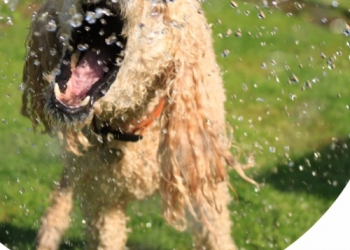 Paco Pet Shop - RISPARMIARE L'ACQUA ANCHE PER CANE E GATTO: 3 CONSIGLI PRATICI