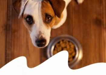 COSA VUOL DIRE HFC? TUTTO SULLE SIGLE CHE TROVI NEL PET FOOD