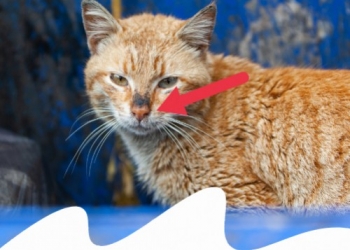 Paco Pet Shop - CROSTE SU NASO ED ORECCHIE DEL GATTO: QUANDO PREOCCUPARSI