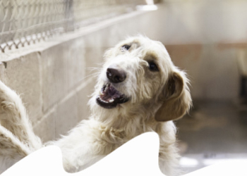 COME SI ADOTTA UN CANE O UN GATTO DA UN RIFUGIO?