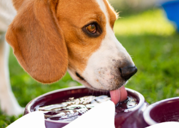 L'IMPORTANZA DELL'ACQUA NELL'ALIMENTAZIONE DI CANE E GATTO