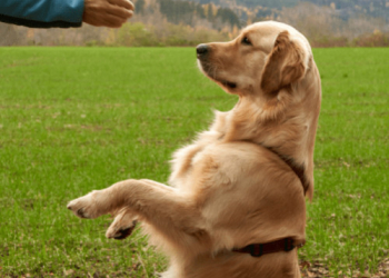 COME SI ADDESTRA IL CANE