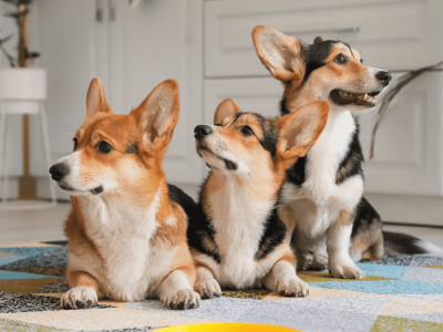 SNACK PER CANI: 5 ERRORI DA EVITARE