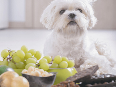 I CIBI PERICOLOSI PER IL CANE: QUALI POSSONO ESSERE LETALI