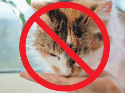 I CIBI PERICOLOSI PER IL GATTO: QUALI SONO LETALI