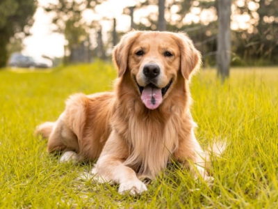 L'Alimentazione ideale per Golden Retriever: dal cucciolo all'anziano