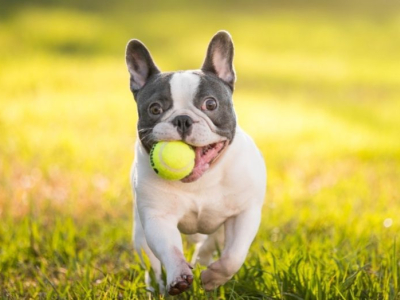 Alimentazione del Bulldog Francese: i migliori cibi e come sceglierli
