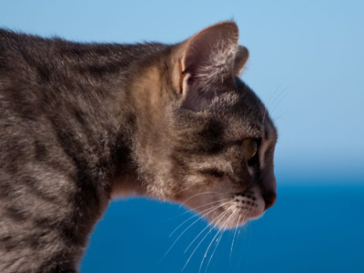 Gatto Europeo: quanto deve mangiare di umido e secco in ogni fase della vita