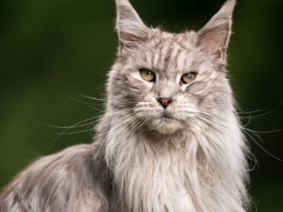 Miglior cibo per Maine Coon: l'alimentazione ideale per questa razza