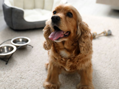 Alimentazione migliore per il Cocker Spaniel: guida per ogni fase della vita
