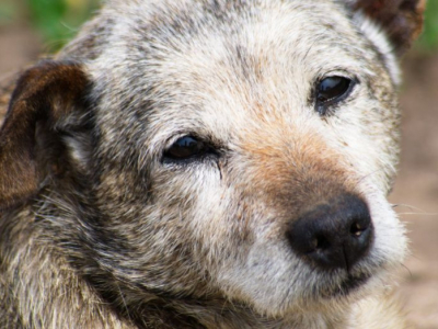 I segreti per mantenere il cane anziano in forma: l'alimentazione ideale