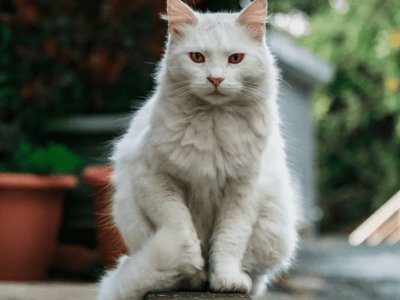 Sterilizzazione gratuita del gatto: come funziona