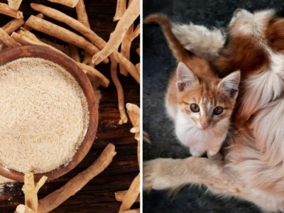 Paco Pet Shop - Superfood e adaptogeni per cani e g