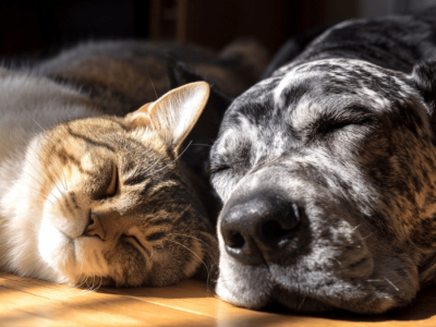 Paco Pet Shop - I “nonni di casa”: guida completa a