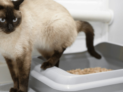 Paco Pet Shop - Il gatto non usa più la lettiera: c