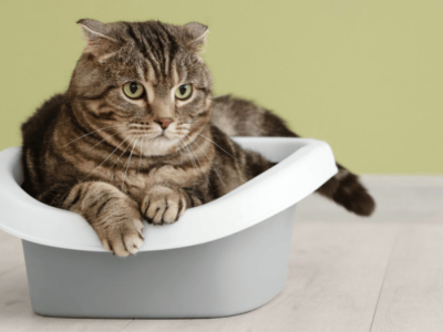 Paco Pet Shop - Lettiera al tofu per gatti: come fu