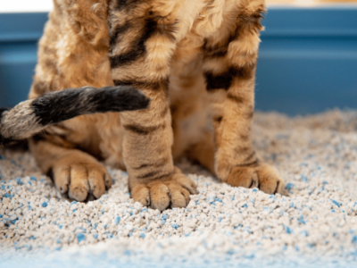 Paco Pet Shop - Odore lettiera gatto: come eliminar