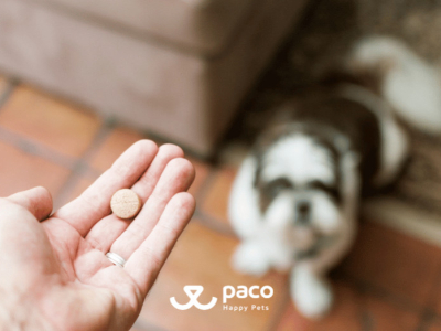 Paco Pet Shop - Controllo parassiti dopo le vacanze
