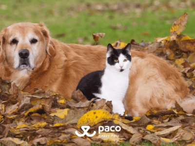 Paco Pet Shop - Il cane e il gatto mangiano di più 